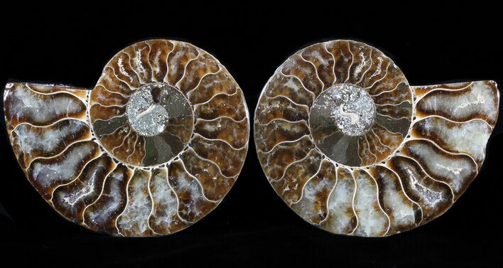 Sliced Fossil Ammonite Pair - Agatized #39573
